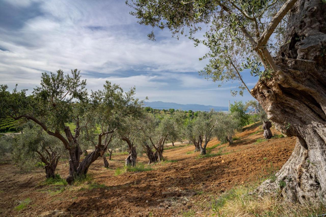 Tenuta Ciminata Greco Guest House Rossano Exterior photo